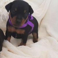 Incrocio Pinscher Chihuahua femminuccia