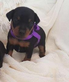 Incrocio Pinscher Chihuahua femminuccia