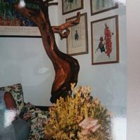 TRONCO DI GINEPRO SECOLARE