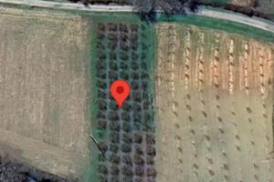 Noccioleto in piena produzione