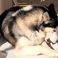 Husky per accoppiamento