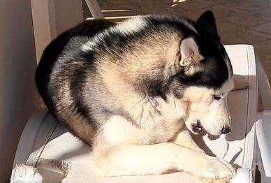 Husky per accoppiamento