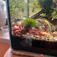 Gamberetti red cherry