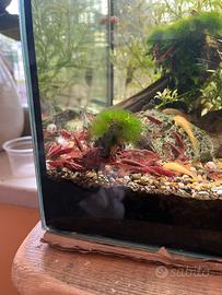 Gamberetti red cherry