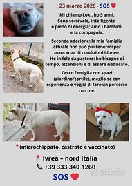Adozione per Loki