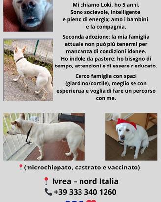 Adozione per Loki