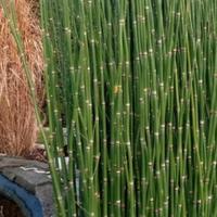 Equisetum Pianta acquatica