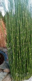 Equisetum Pianta acquatica