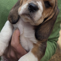 Beagle