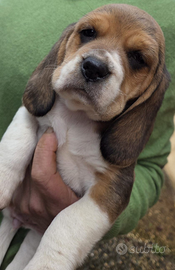 Beagle