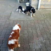 Cavalier king cucciolo