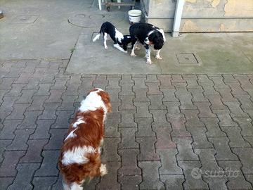 Cavalier king cucciolo