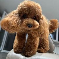 Barboncino toy piccolo disponibile per monta