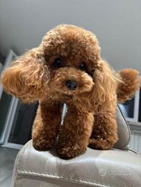 Barboncino toy piccolo disponibile per monta