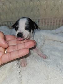 Chihuahua bicolor femm8na nana