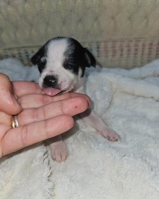 Chihuahua bicolor femm8na nana