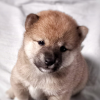 Shiba con PEDIGREE