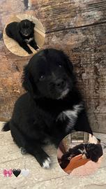Cucciola