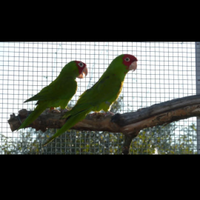 Psittacara finschi ed erythrogenys