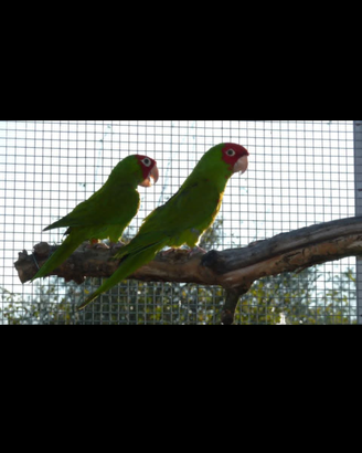 Psittacara finschi ed erythrogenys