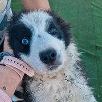 Cuccioli border collie