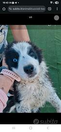 Cuccioli border collie