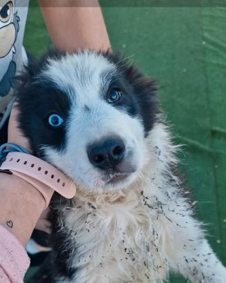 Cuccioli border collie