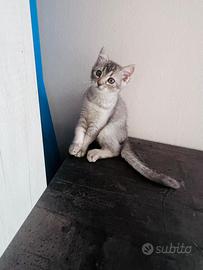 Gatti scottish fold e straiht