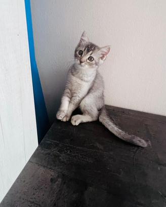Gatti scottish fold e straiht