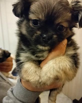 Chihuahua Mini toy