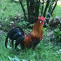 Gallo e gallina