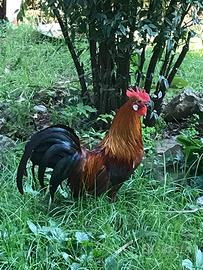 Gallo e gallina