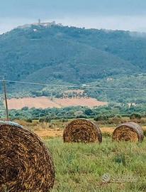 Vendita terreno coltivato con uliveto