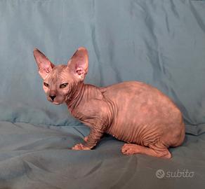 Sphynx femmina