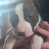 Per fine Marzo,inizi Aprile