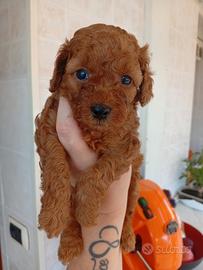 Cuccioli di Barboncino