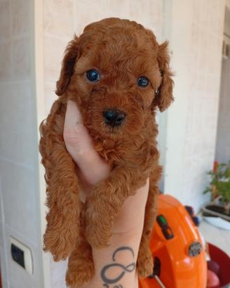 Cuccioli di Barboncino