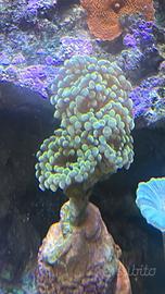 Acquario Marino