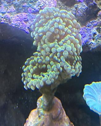Acquario Marino