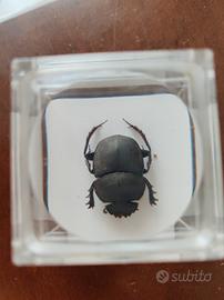 cubo resina con scarabeo