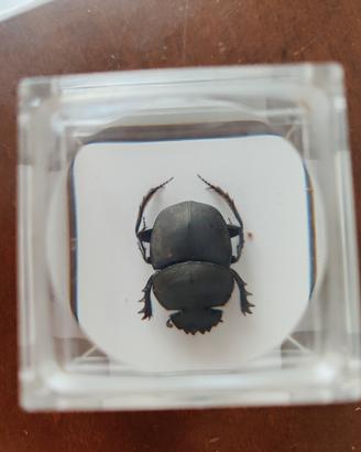 cubo resina con scarabeo