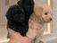 Immagine 3