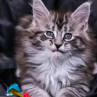 Maine coon femmina