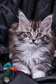 Maine coon femmina