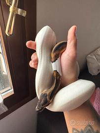 Pitone reale pied femmina