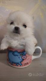 Pomerania Nano