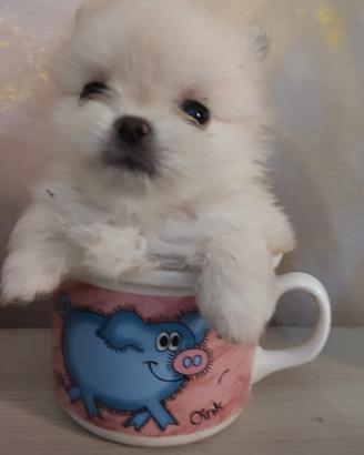 Pomerania Nano