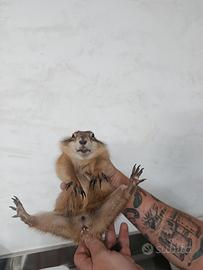 Cane della prateria