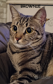 Brownie micia tigrata di 1 anno