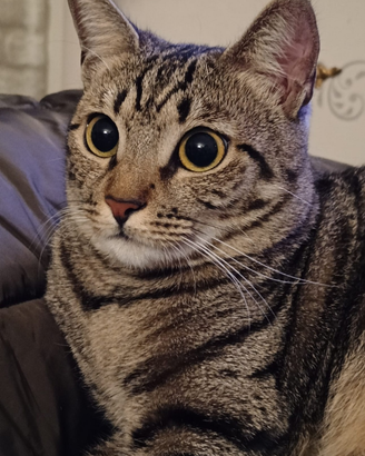 Brownie micia tigrata di 1 anno